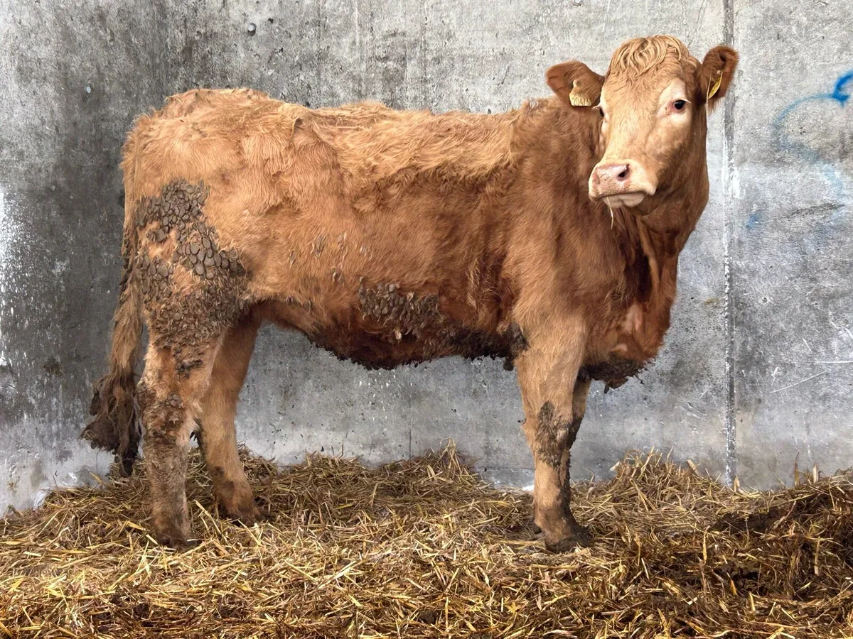 3 incalf first calving heifers - Image 2