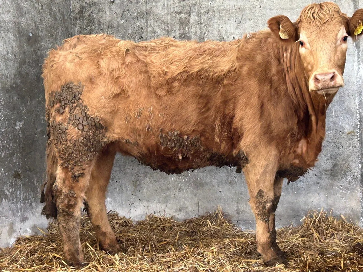 3 incalf first calving heifers - Image 3