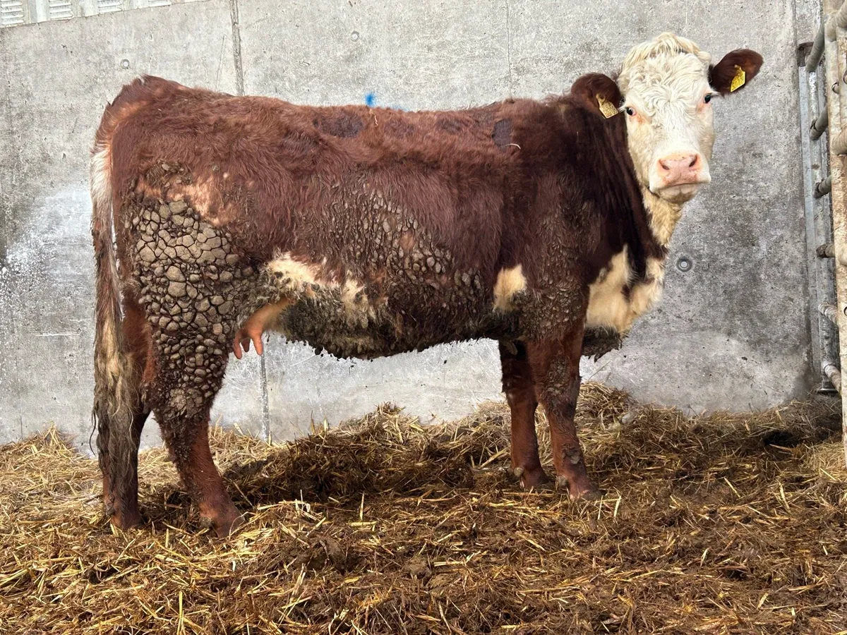 3 incalf first calving heifers - Image 1
