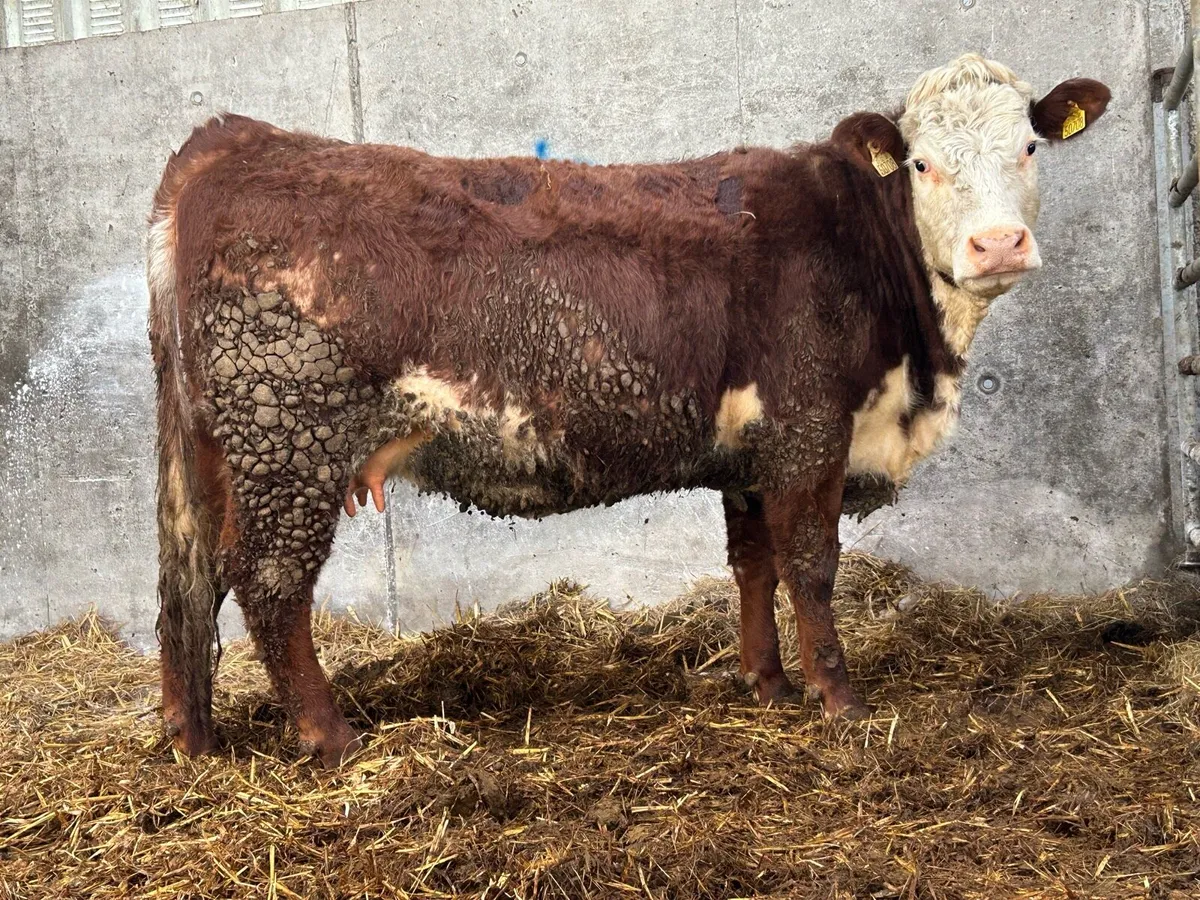 3 incalf first calving heifers - Image 4