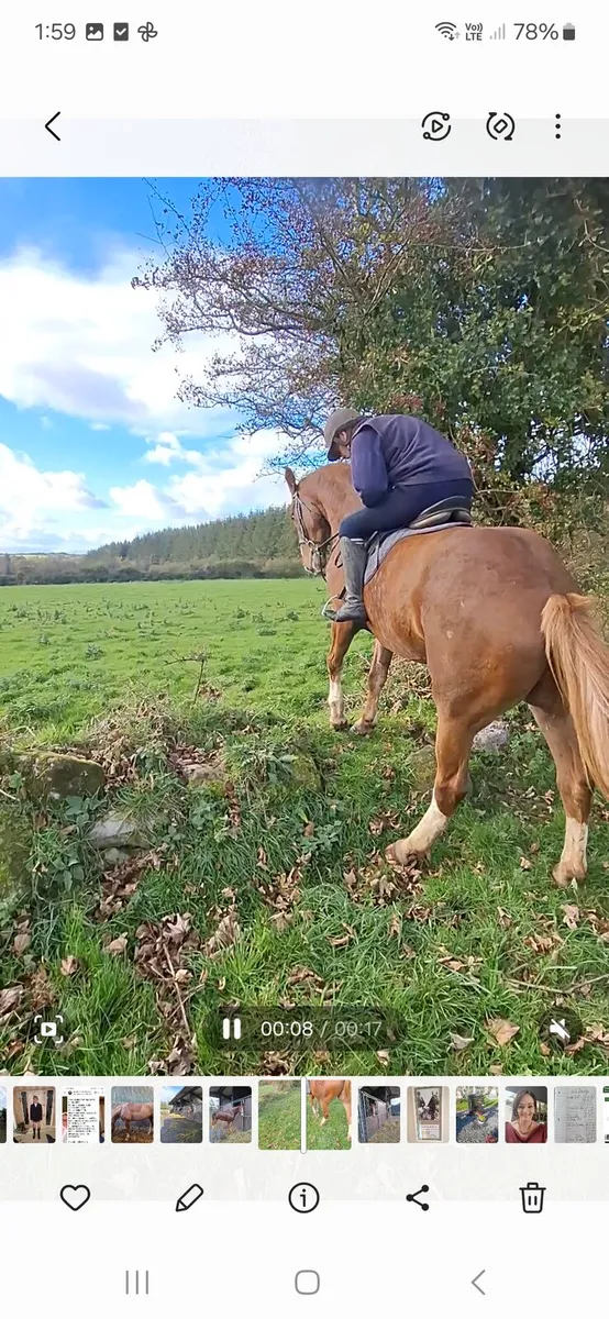 Hunt Masters horse - Image 4