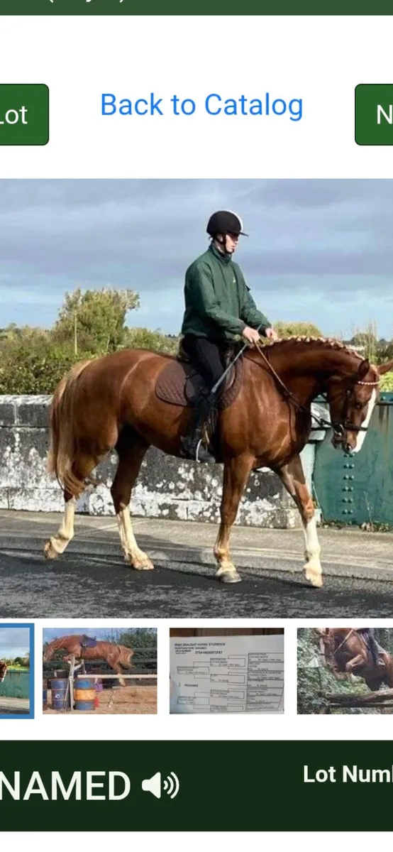 Hunt Masters horse - Image 1