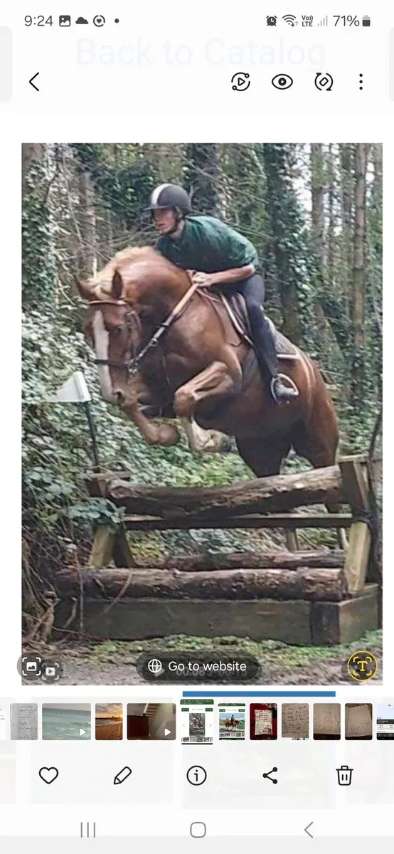 Hunt Masters horse - Image 2