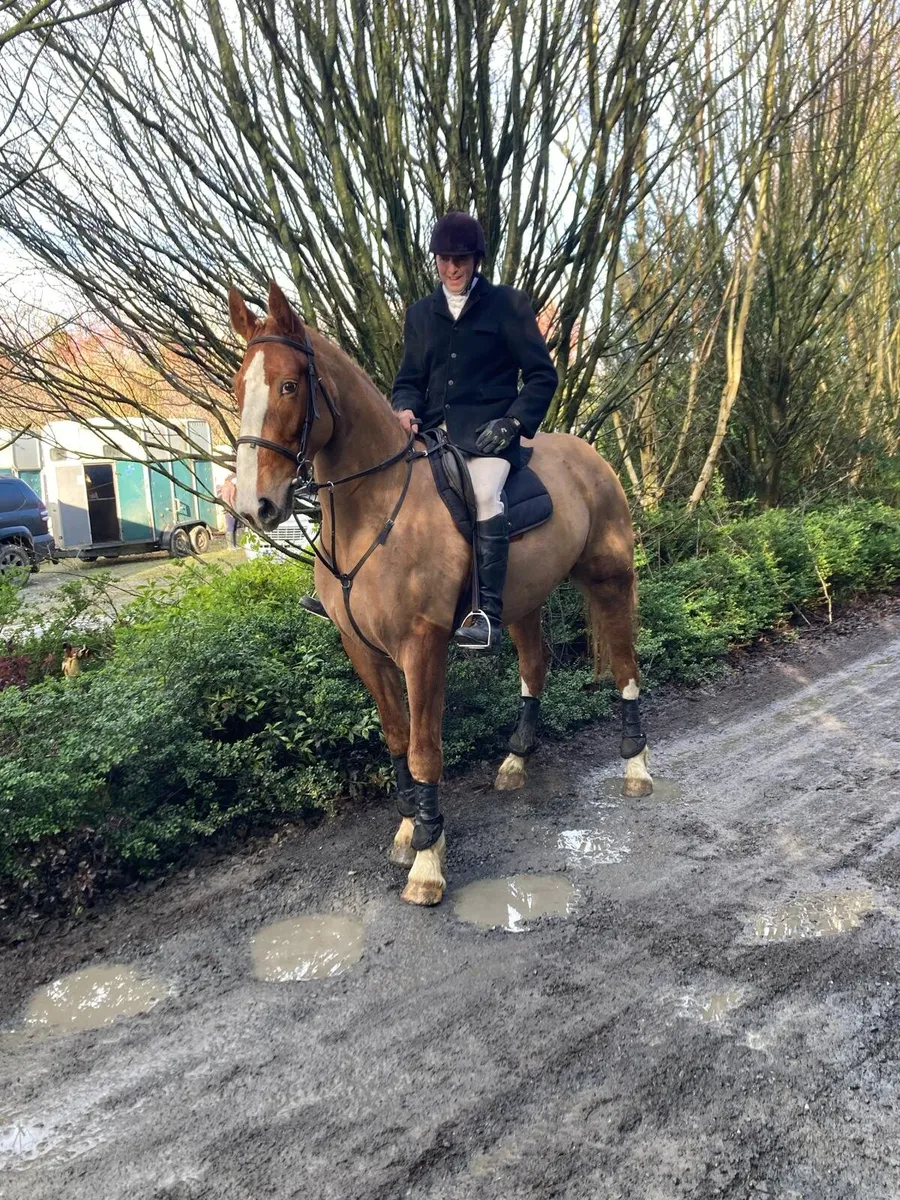 Hunt Masters horse - Image 3