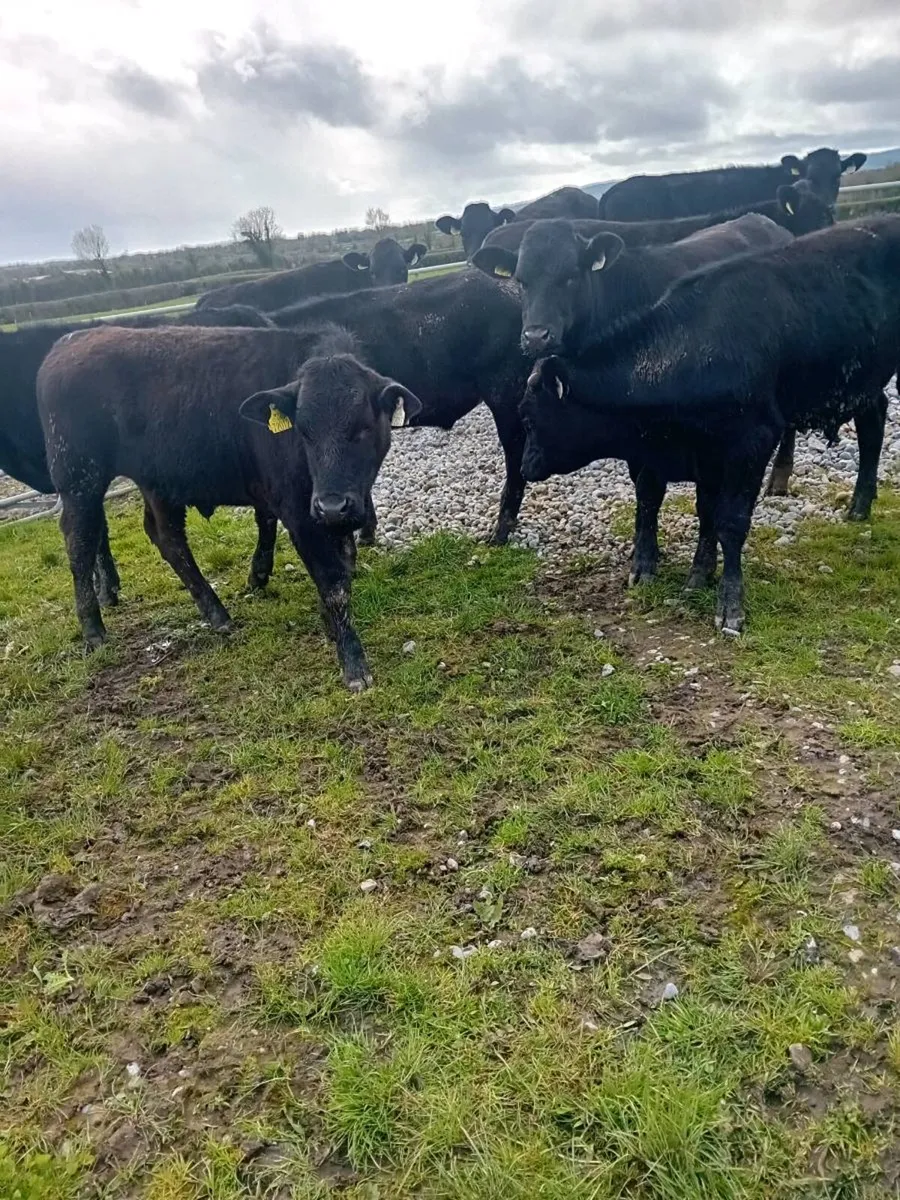 15 limousine bullock 350 kgs - Image 3