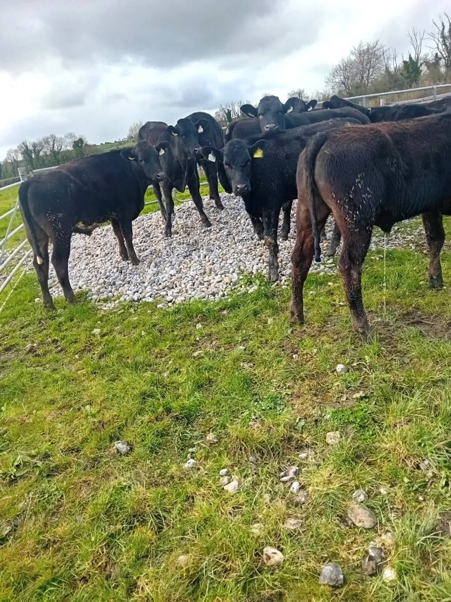 15 limousine bullock 350 kgs - Image 4