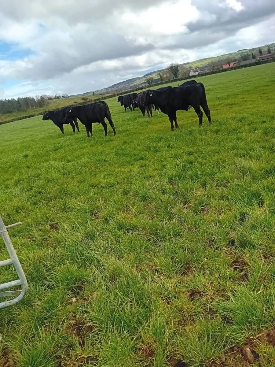 15 limousine bullock 350 kgs - Image 1