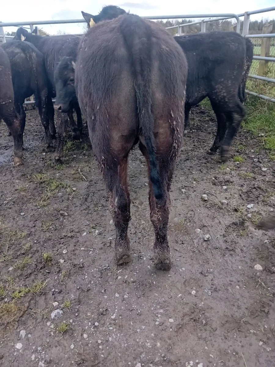 15 limousine bullock 350 kgs - Image 2