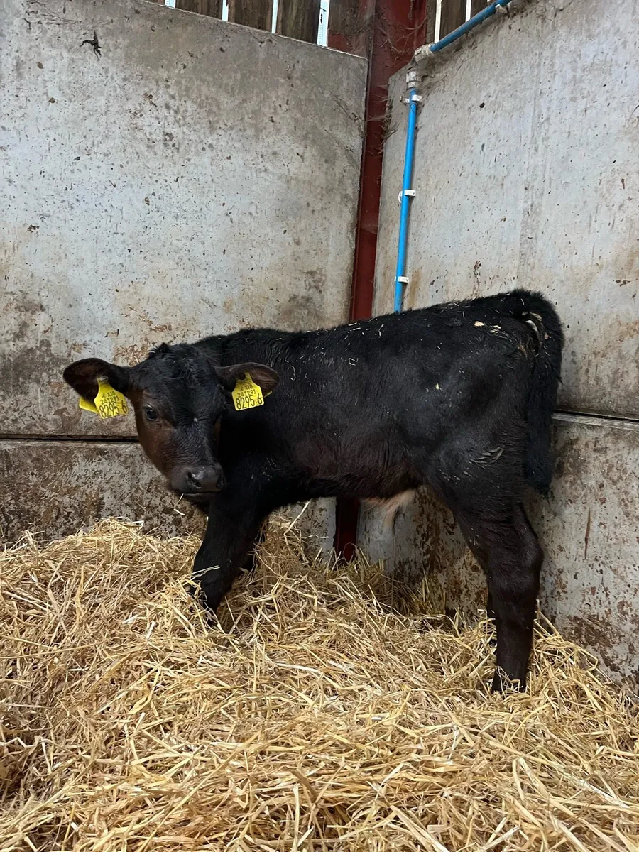 4 Angus Bulls - Image 1