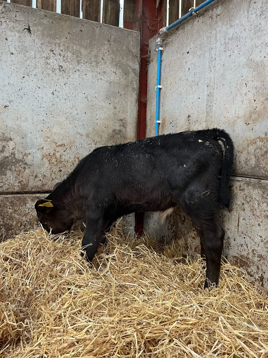 4 Angus Bulls - Image 2