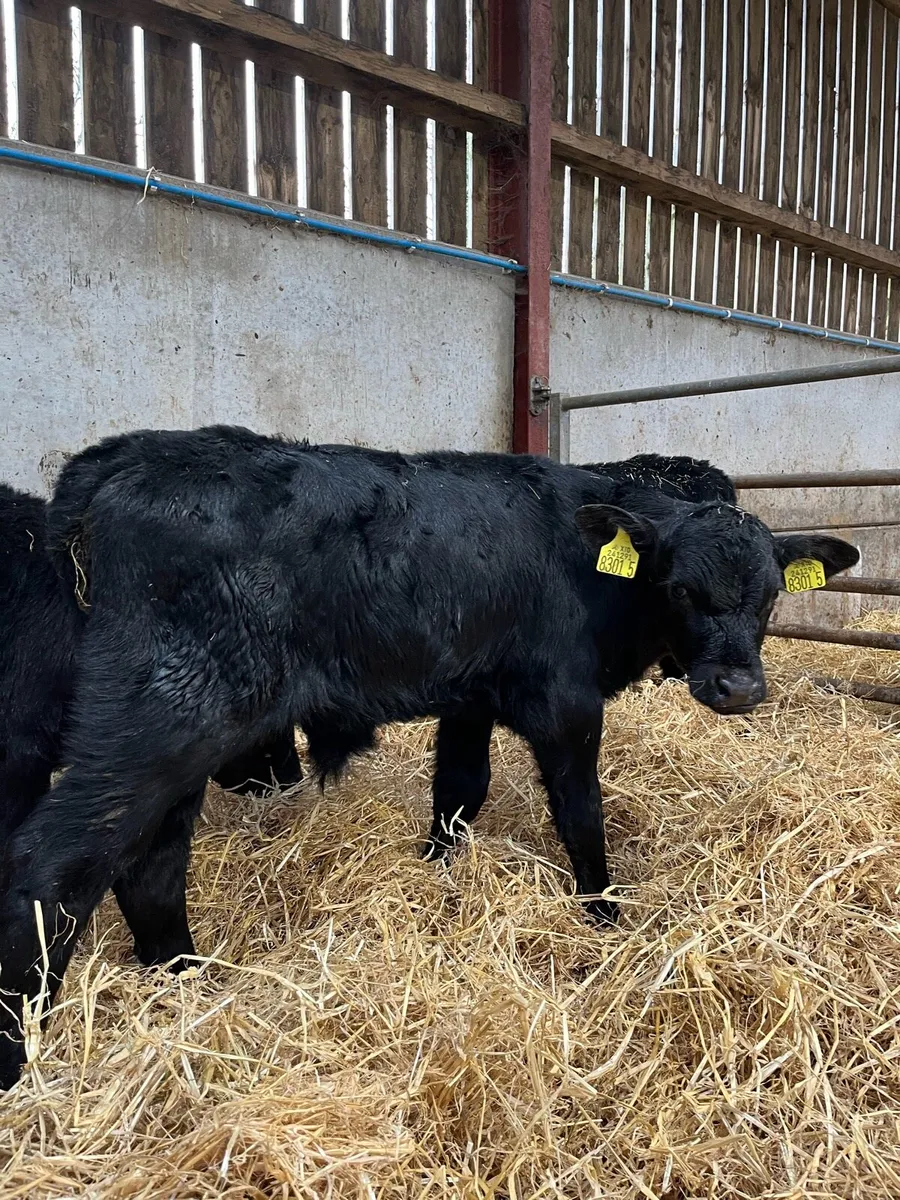 4 Angus Bulls - Image 3