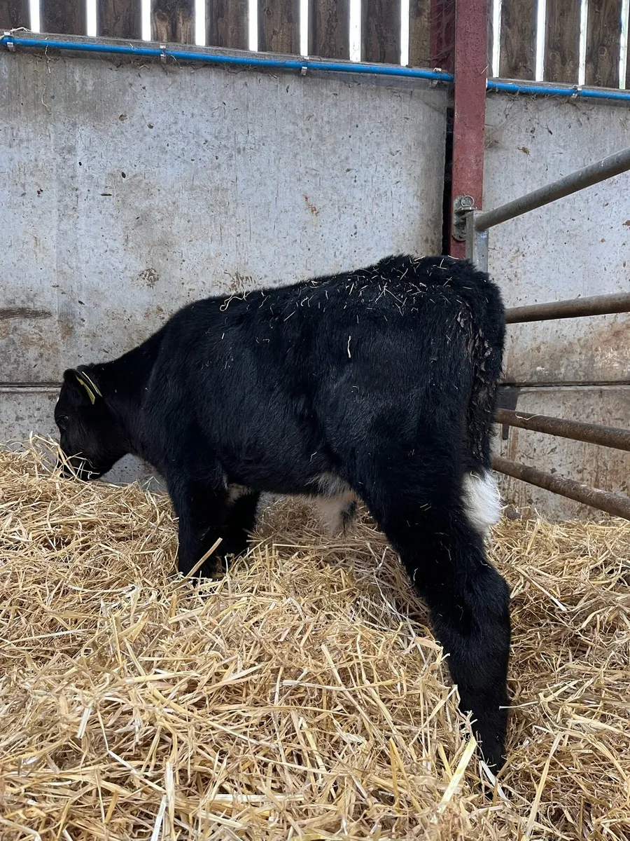 4 Angus Bulls - Image 4