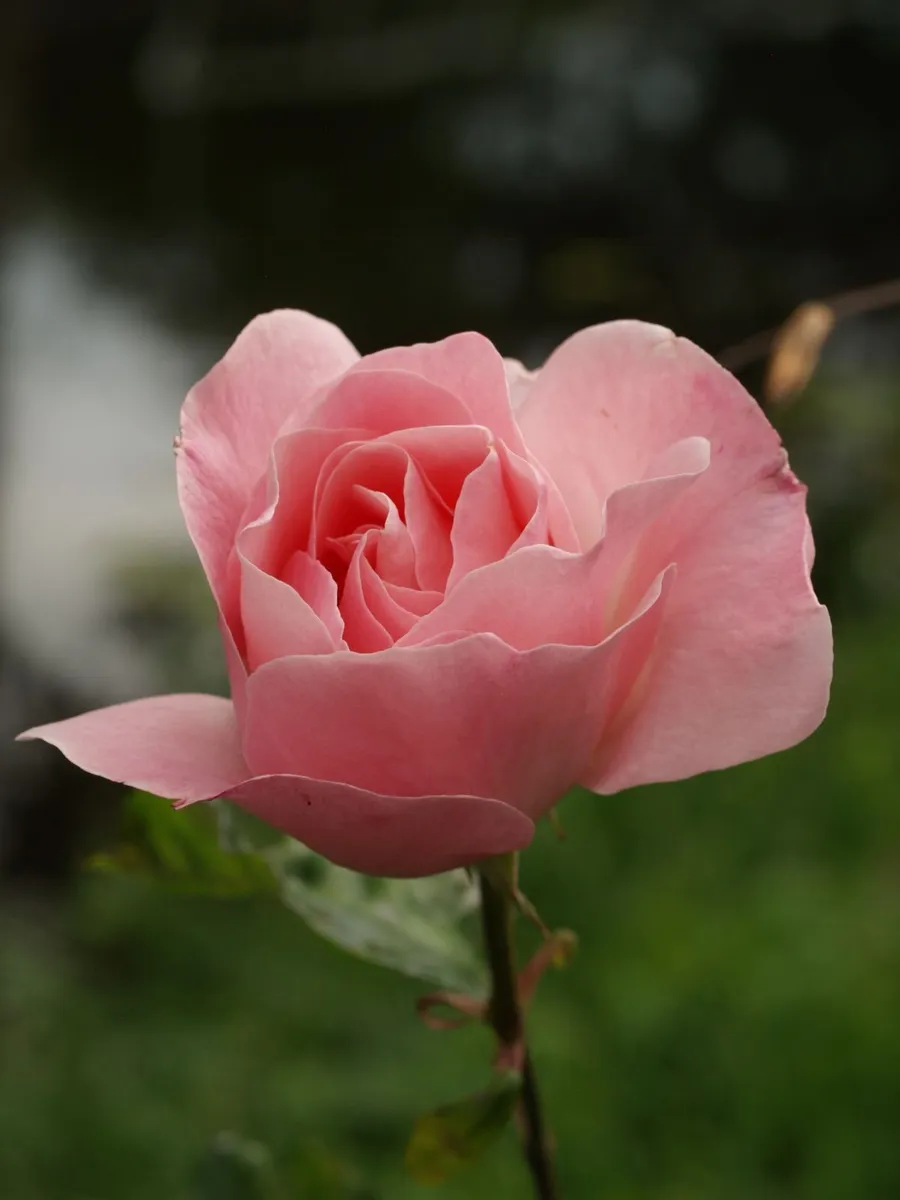 Olympus E-400 10MP Kodak🌈CCD🎞️💥sensor DSLR - Image 2