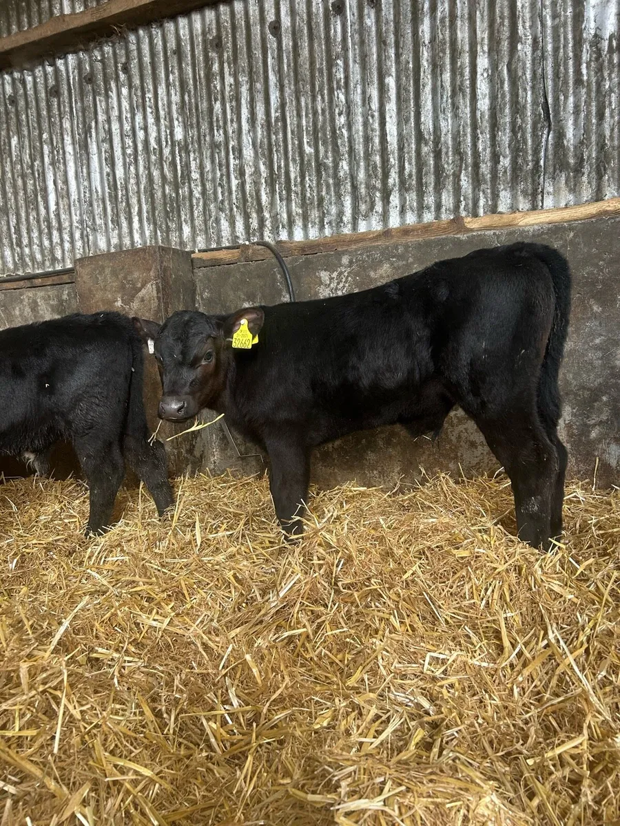 Exceptional Angus and Hereford bull calves - Image 4