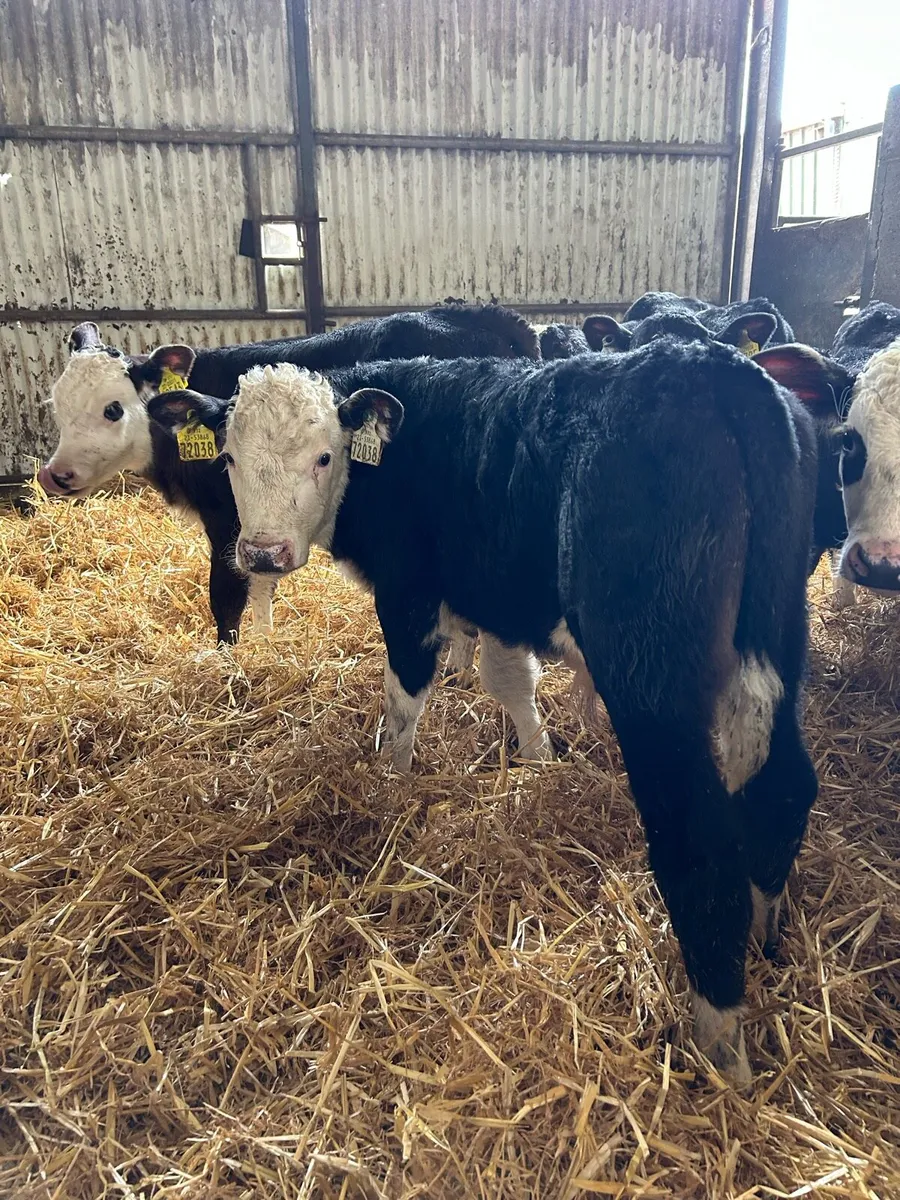 Exceptional Angus and Hereford bull calves - Image 1