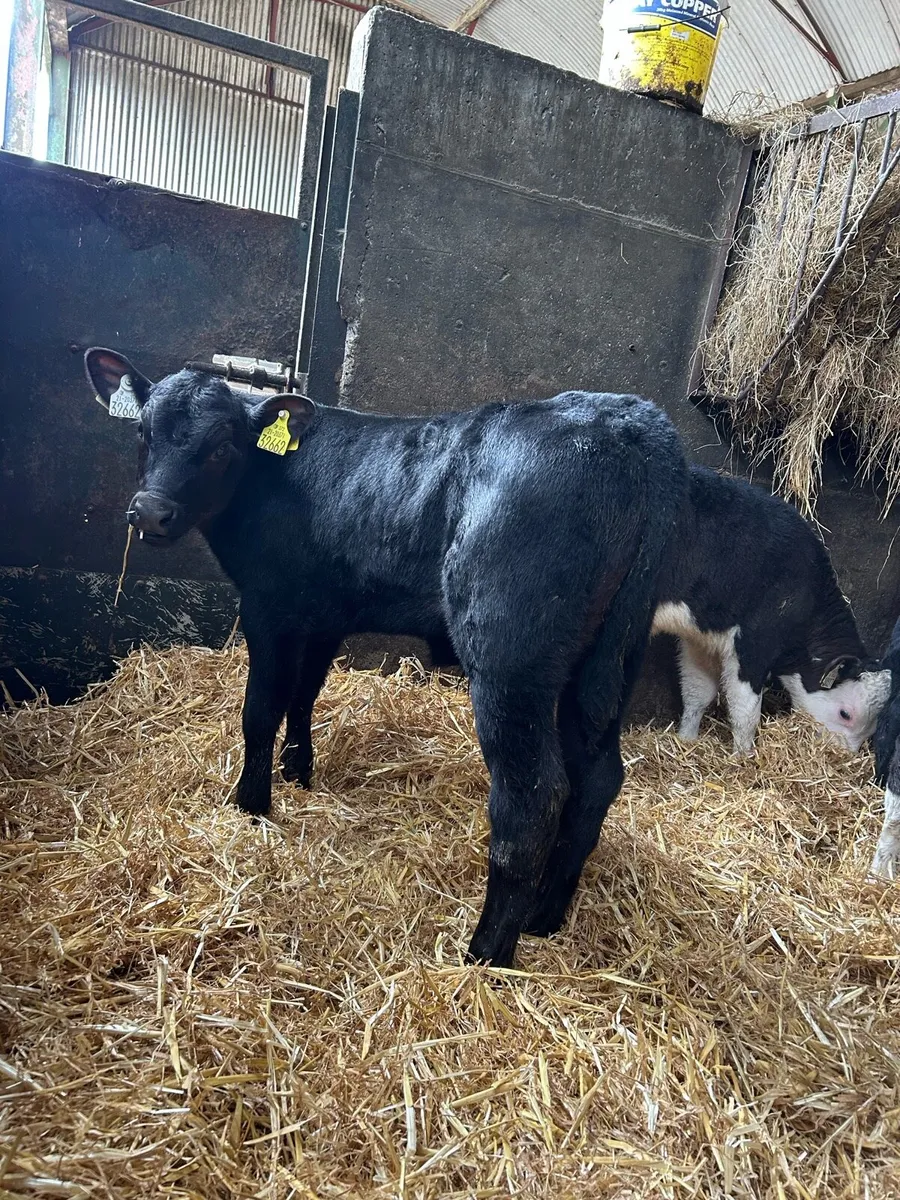 Exceptional Angus and Hereford bull calves - Image 2