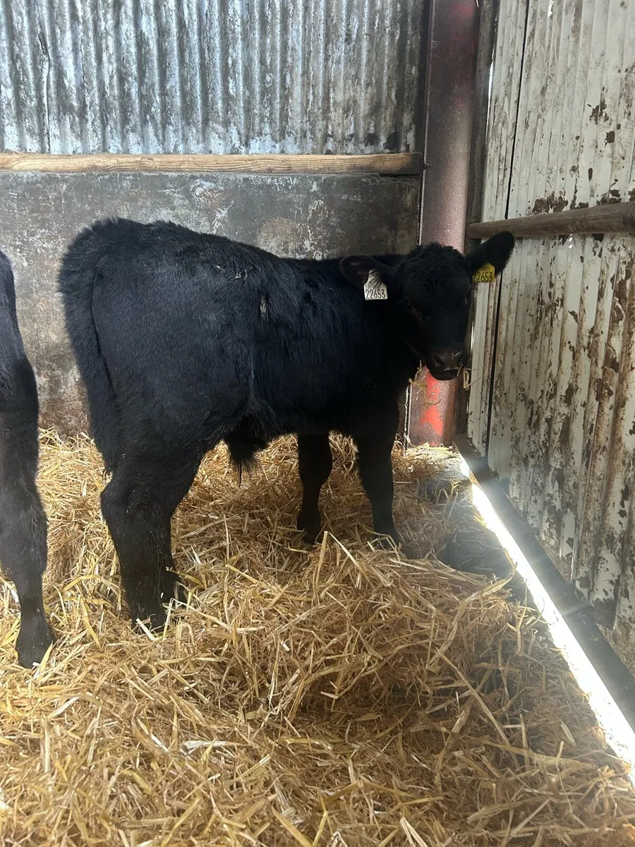 Exceptional Angus and Hereford bull calves - Image 3
