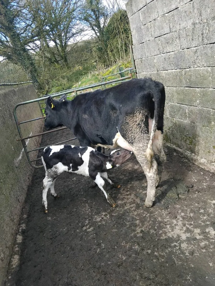 Calved freisian heifer with heifer calf - Image 1