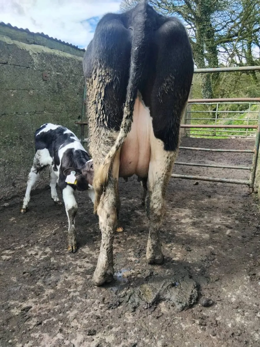 Calved freisian heifer with heifer calf - Image 2