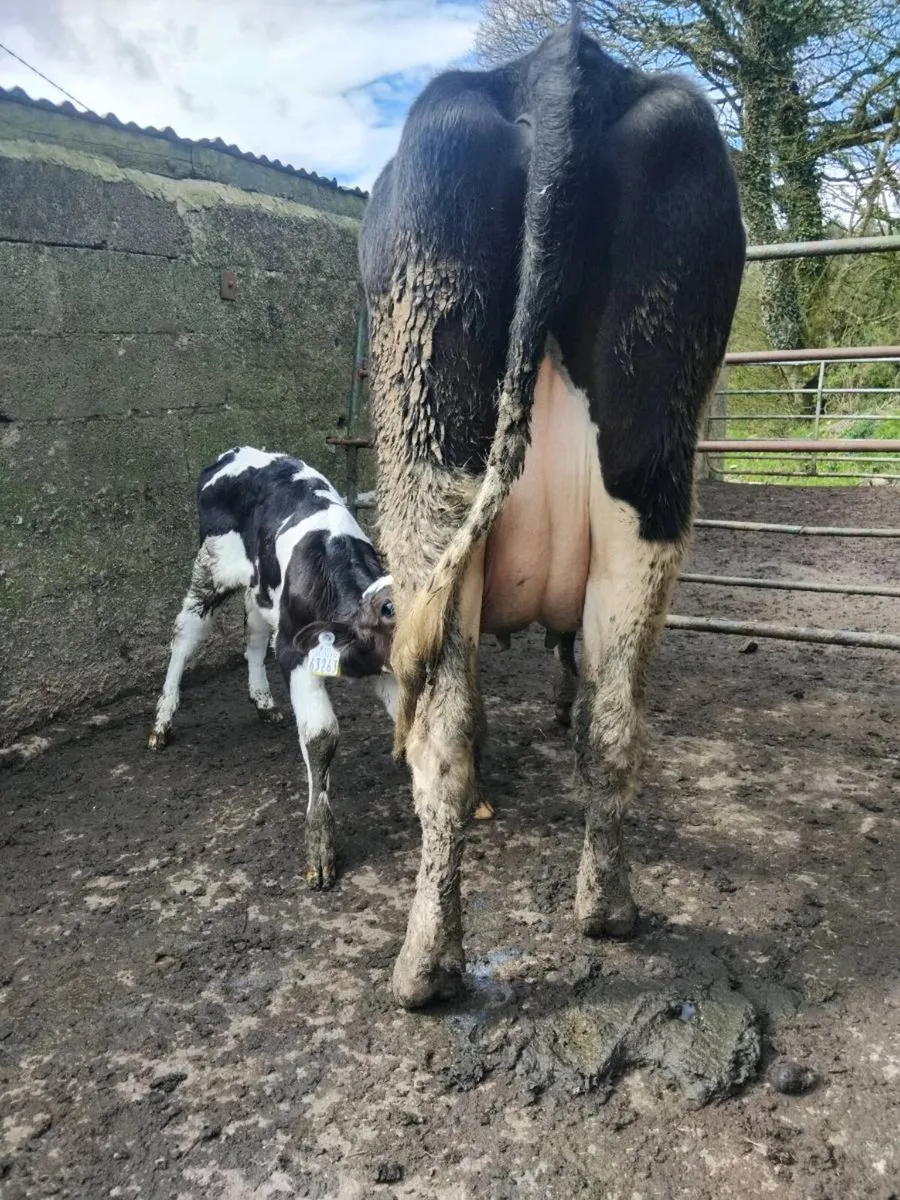 Calved freisian heifer with heifer calf - Image 3