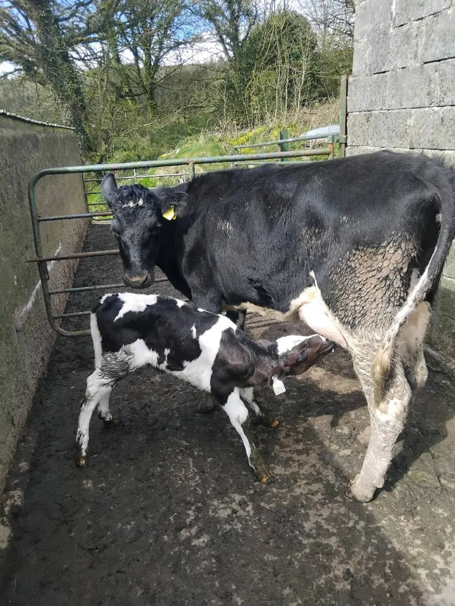 Calved freisian heifer with heifer calf - Image 4
