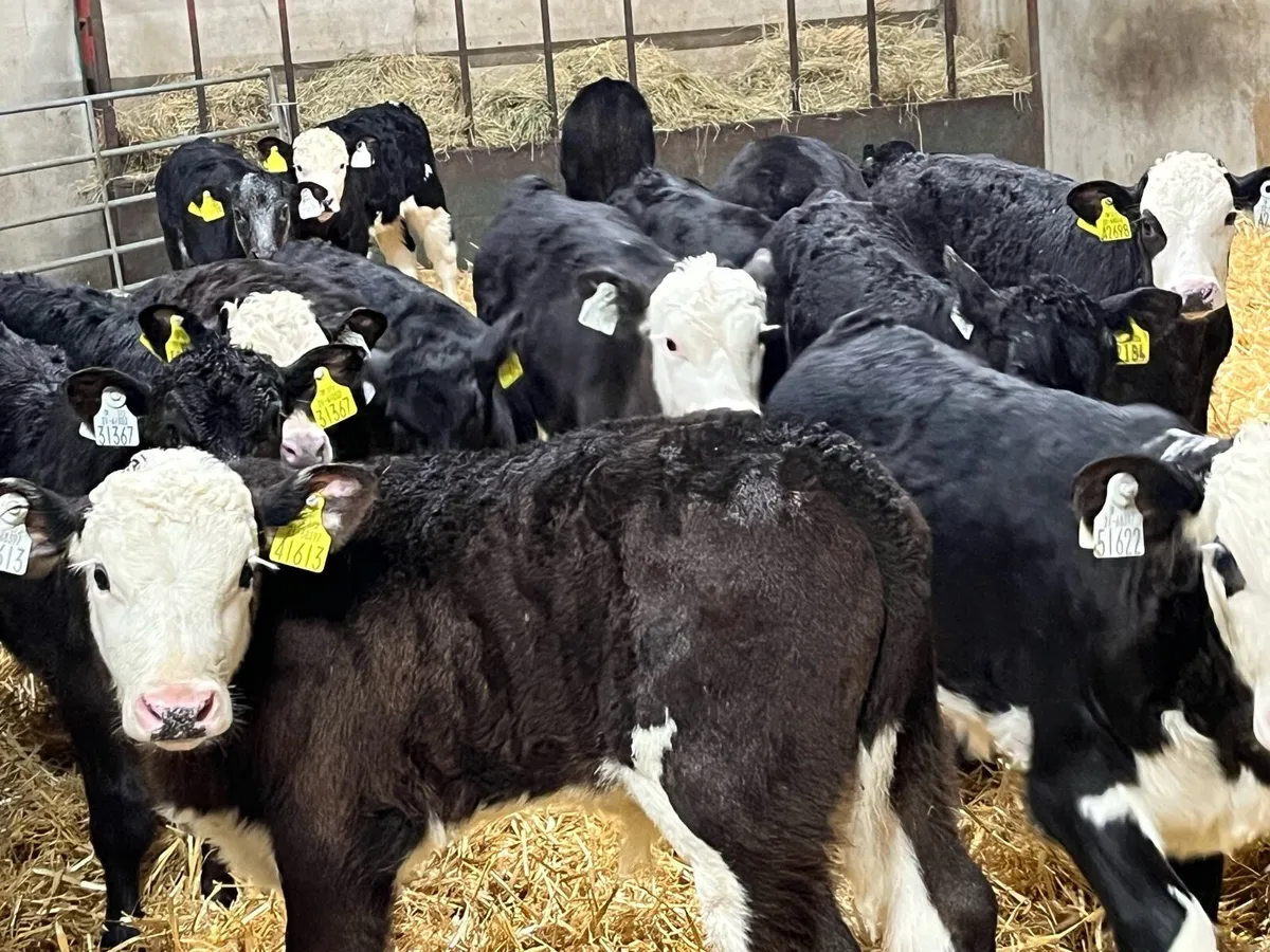 25 Real Proper Hereford Bull Calves - Image 2