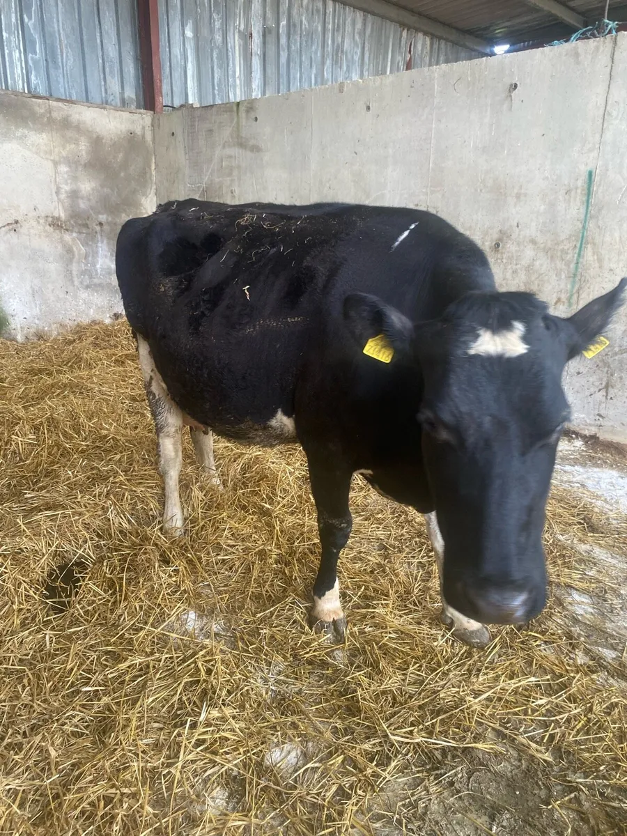 COWS ON POINT OF CALVING - Image 3