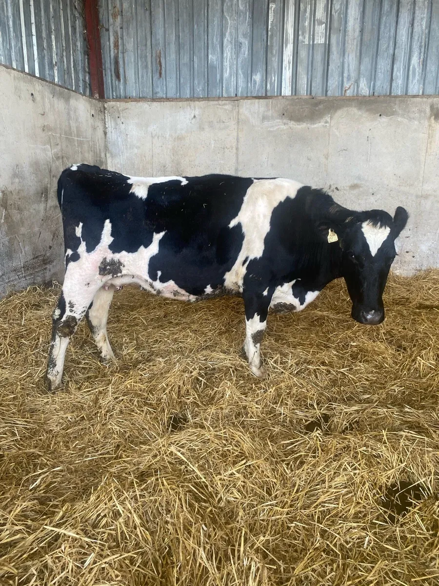 COWS ON POINT OF CALVING - Image 2