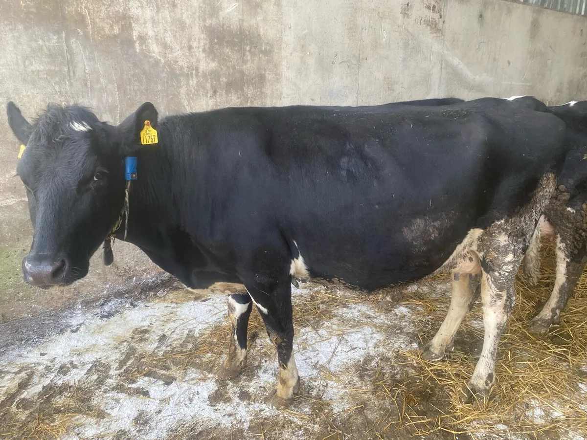 COWS ON POINT OF CALVING - Image 1