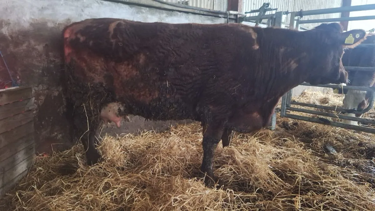 Young Organic Shorthorn cow for sale - Image 1