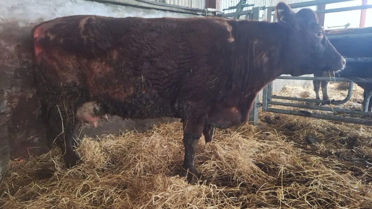 Young Organic Shorthorn cow for sale - Image 2