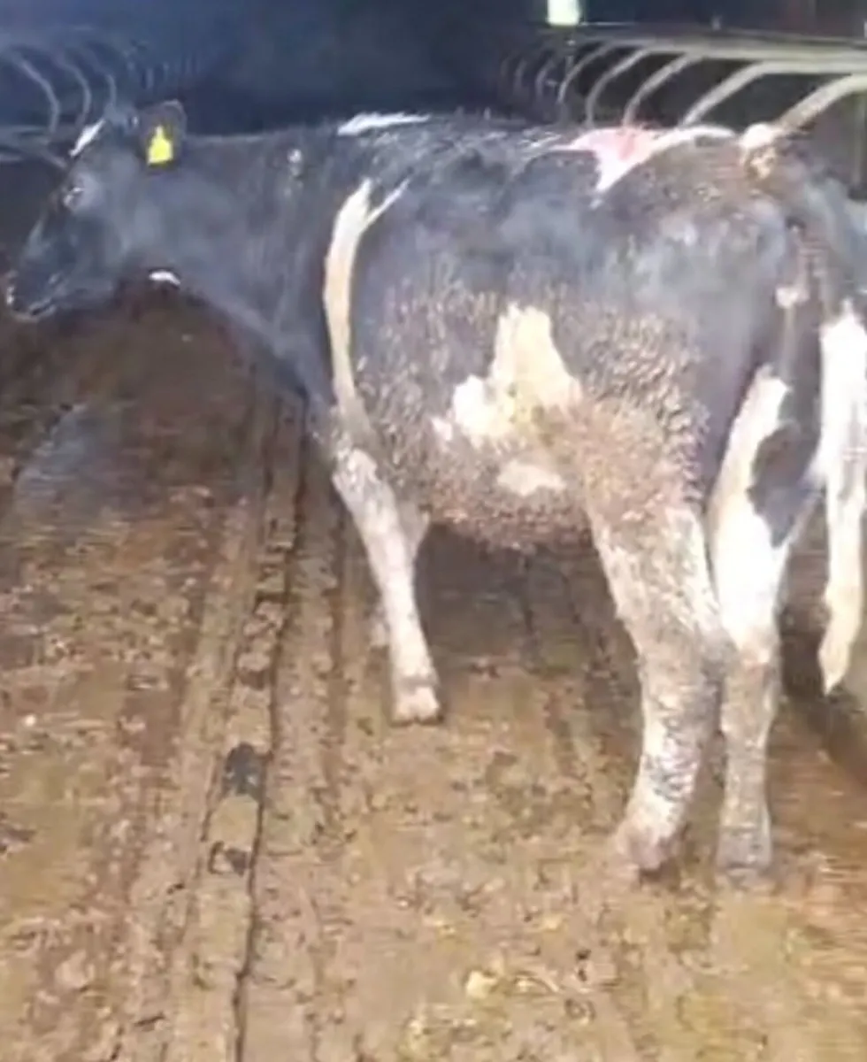 Four - 2022 - 2023 Dairy Springers - Image 1