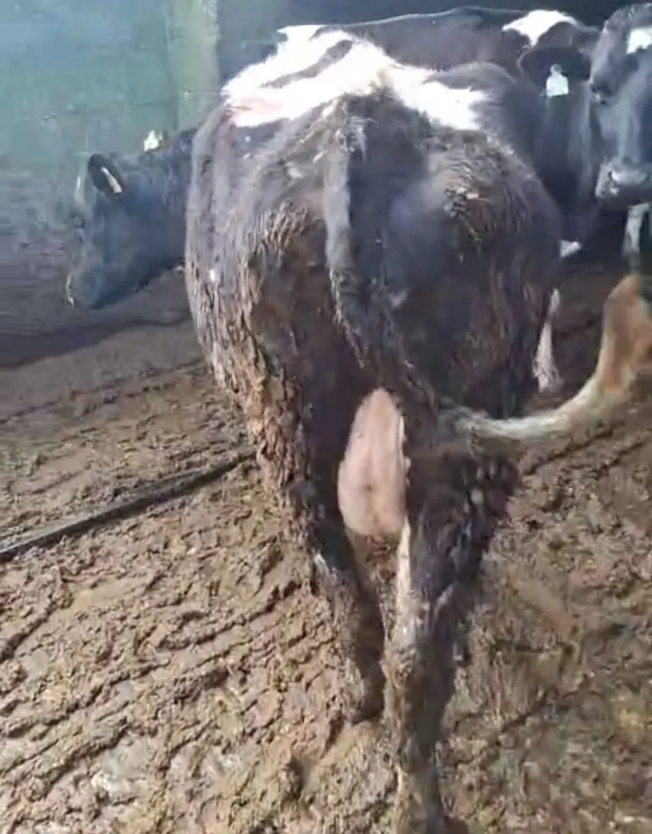 Four - 2022 - 2023 Dairy Springers - Image 2