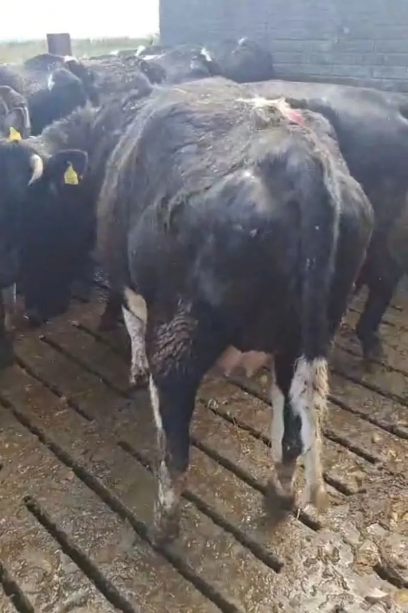 Four - 2022 - 2023 Dairy Springers - Image 3