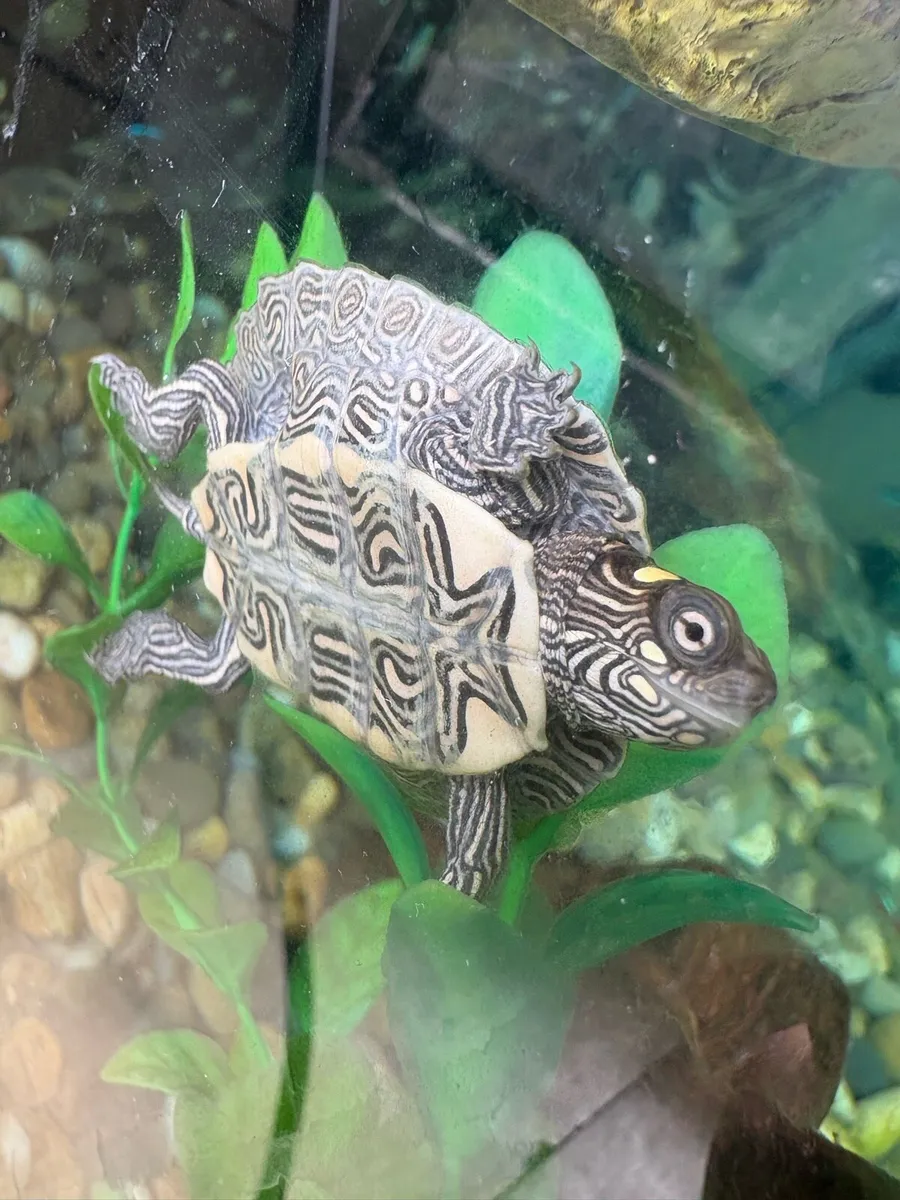 Mississippi Map Turtle - Image 1