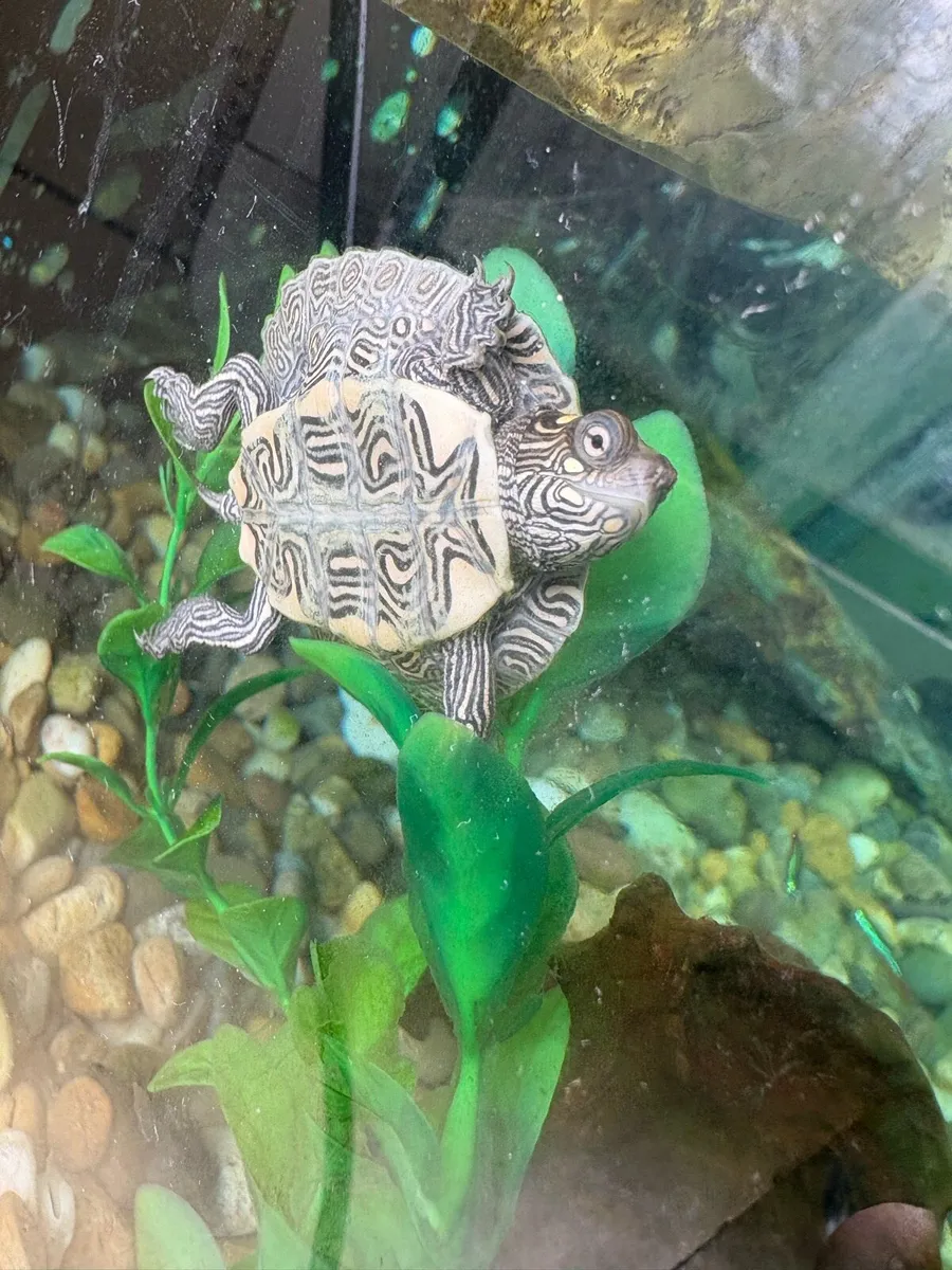 Mississippi Map Turtle - Image 2