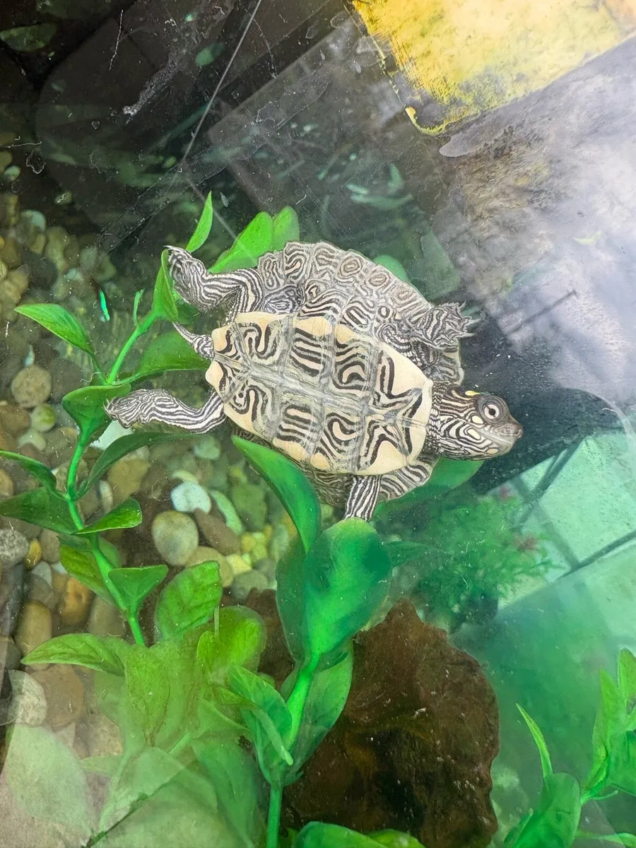 Mississippi Map Turtle - Image 3