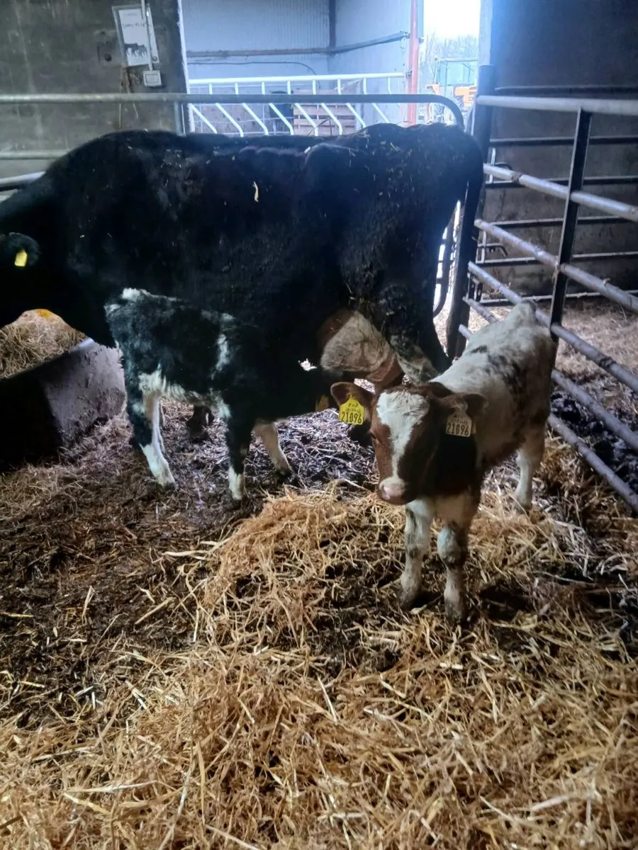 Cow and calves - Image 4