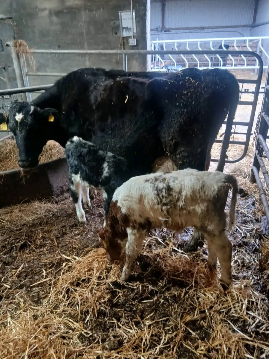 Cow and calves - Image 1