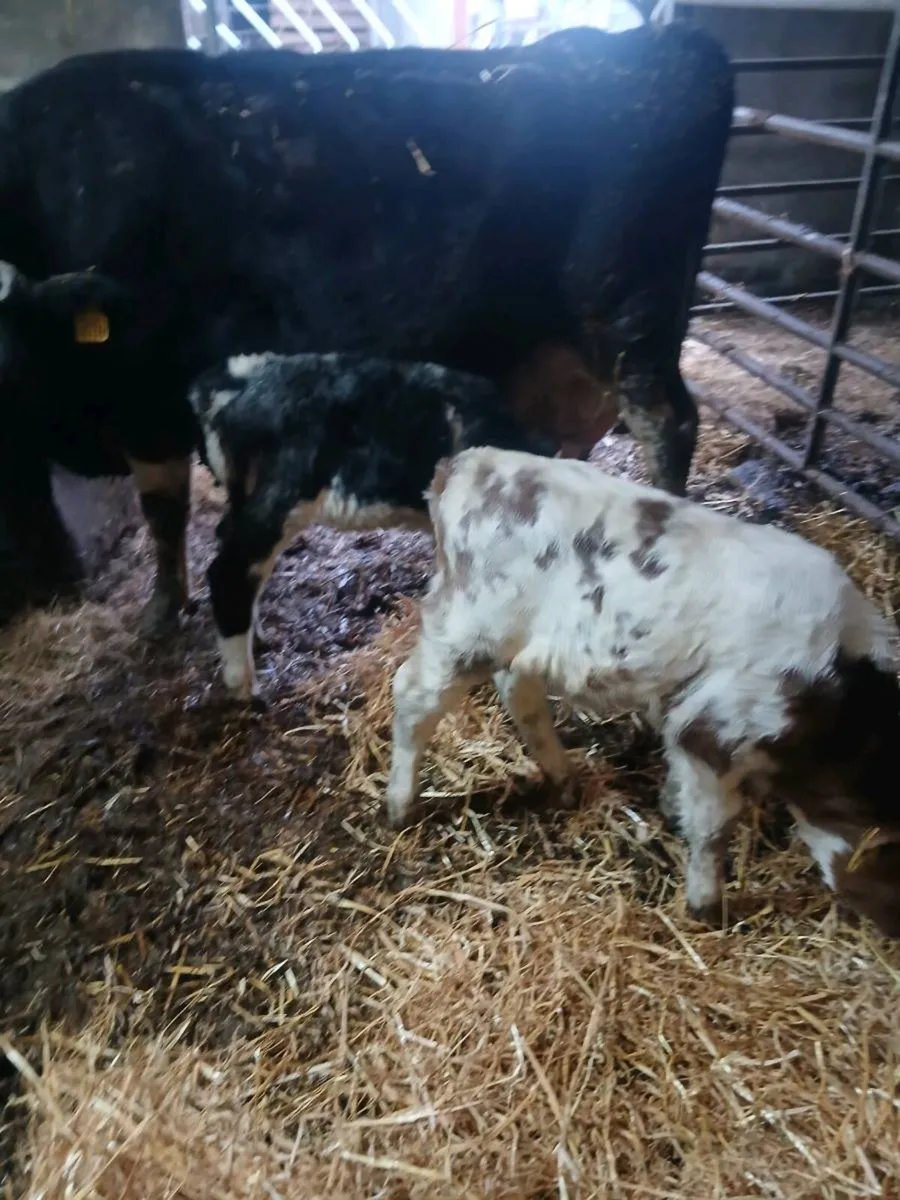 Cow and calves - Image 2