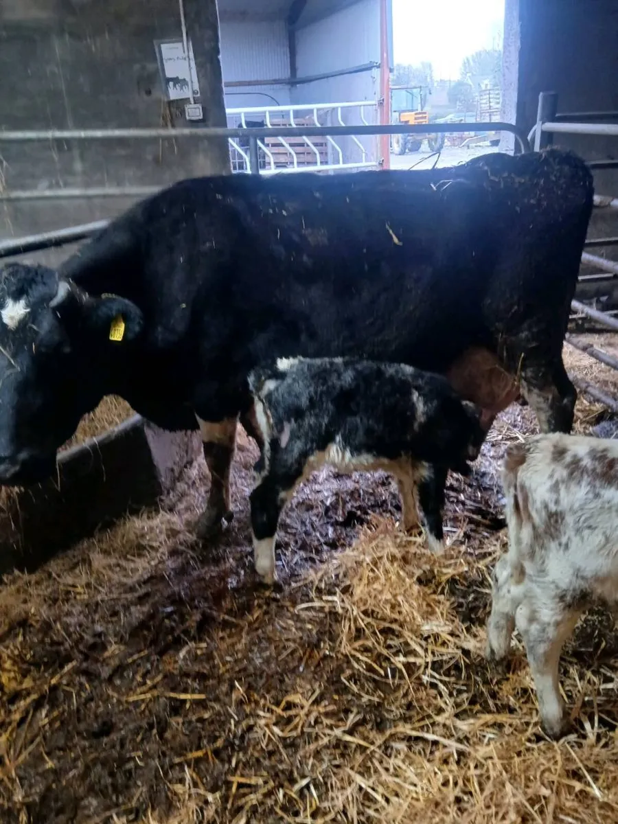 Cow and calves - Image 3