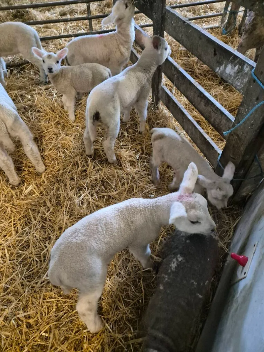 Pet lambs - Image 1