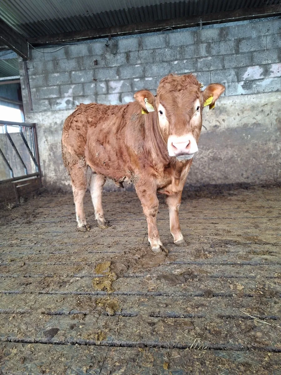 Limousin Bull - Image 4