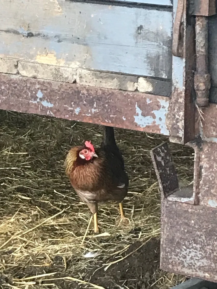 Selection of laying hens and roosters - Image 2