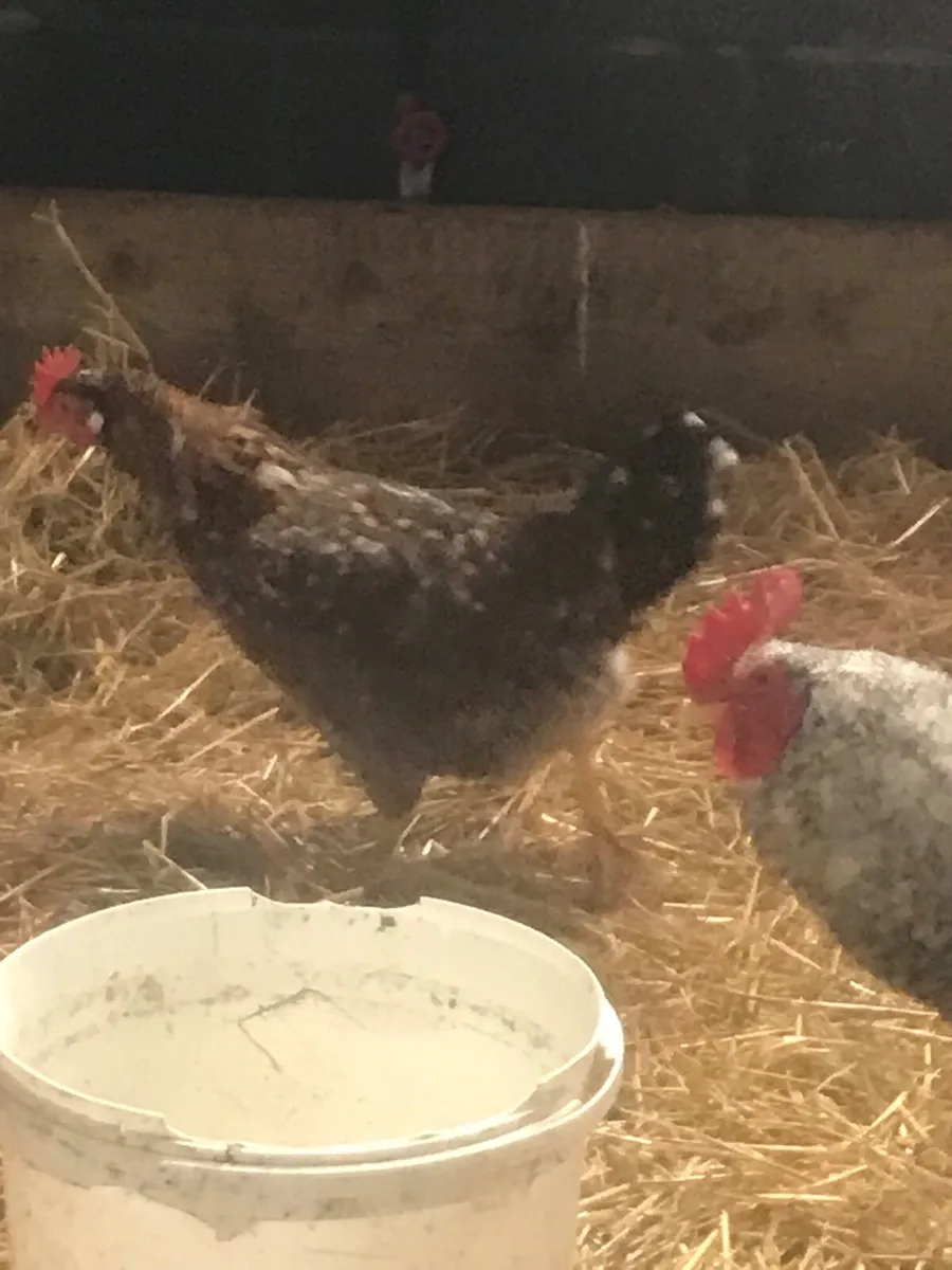 Selection of laying hens and roosters - Image 3