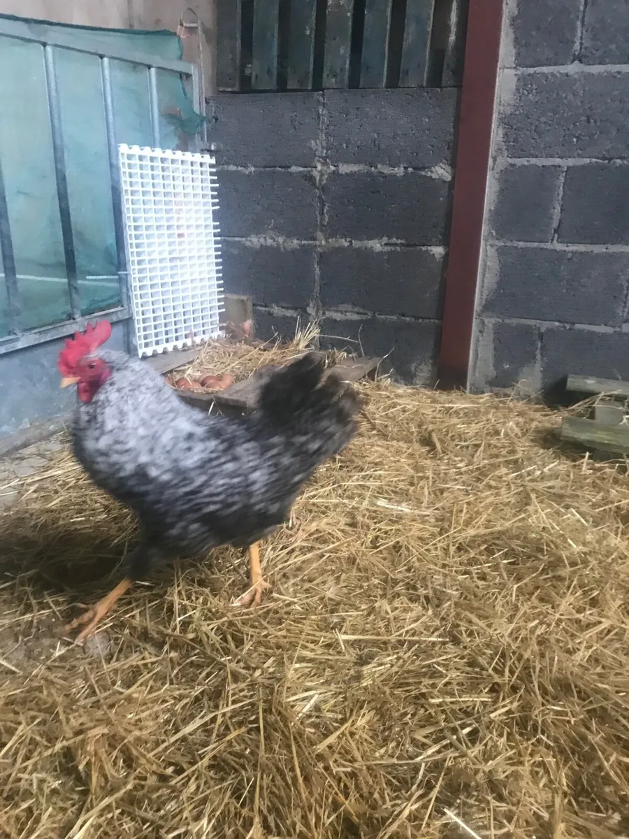 Selection of laying hens and roosters - Image 4