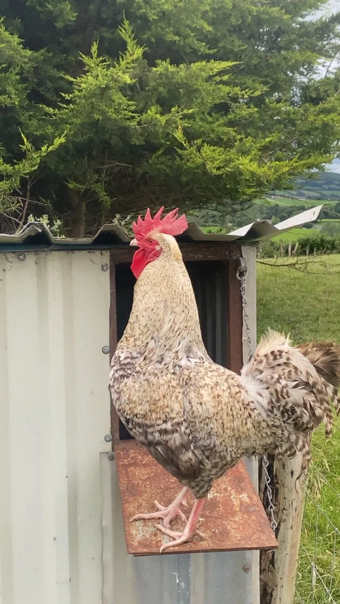 Selection of laying hens and roosters - Image 1