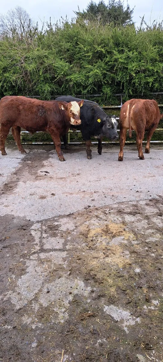 Weanling Bulls and Hiefers for sale - Image 1