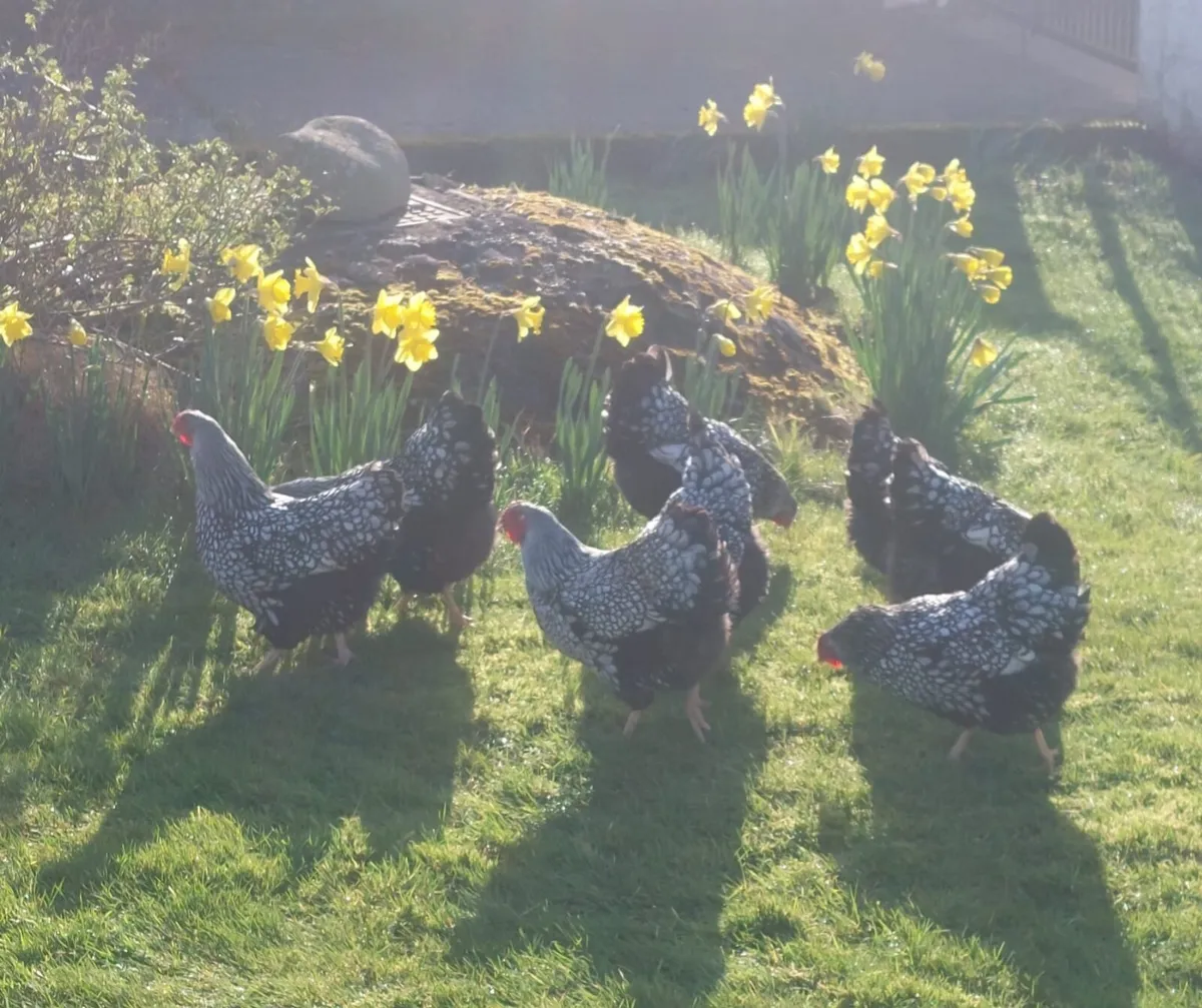 Pure bred point of lay large fowl pullets - Image 1