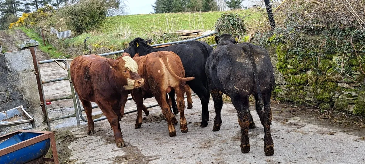 Weanling Bulls and Hiefers for sale - Image 2